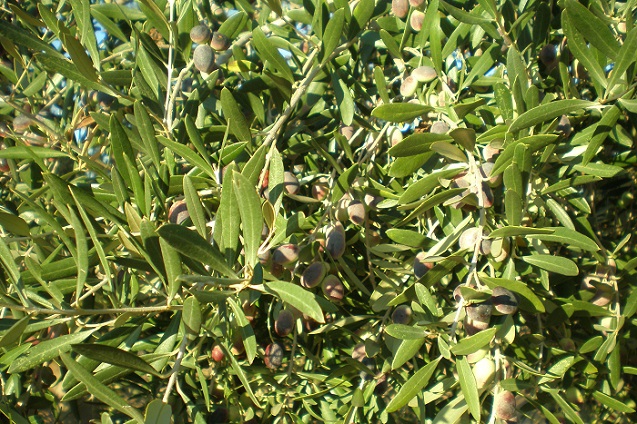 WATSAT: herramienta de decisión de riego en olivares de Tepro.