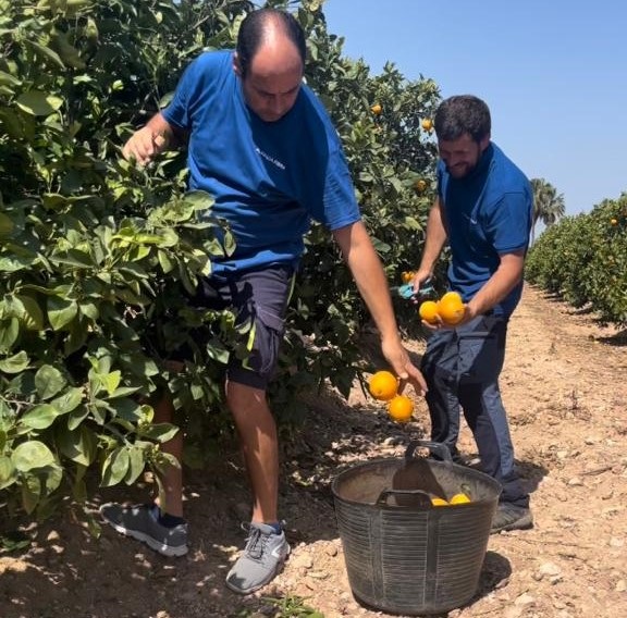 Trabajadores de Avanza Fibra recogiendo naranjas. Trabajadores de Avanza Fibra recogiendo naranjas.