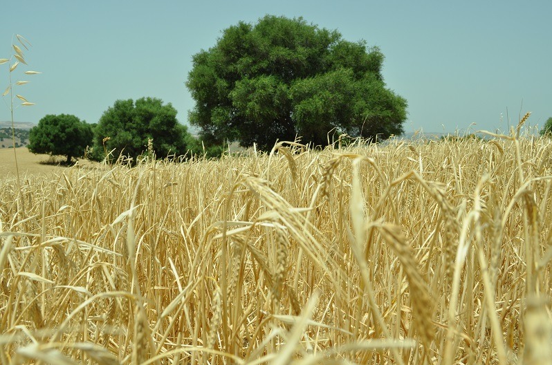 Proyecto MoniCa: agromonitorización de cultivos extensivos en Cádiz.