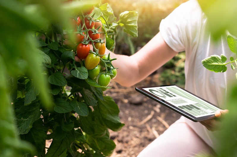 La conexión satelital con los dispositivos IoT es una aliada perfecta para la smart agriculture.