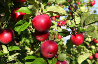 Nufri comunica su nueva central hortofrutícola gracias a bcSistemas Nufri comunica su nueva central hortofrutícola gracias a bcSistemas