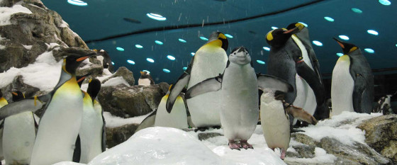 El Acuario de Veracruz es centro de investigación científica y conservación animal. El Acuario de Veracruz es centro de investigación científica y conservación animal.