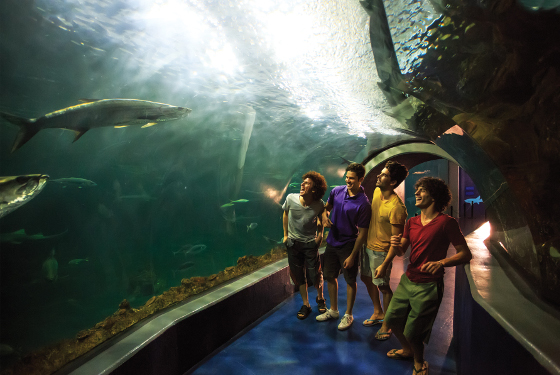 El Acuario de Veracruz pone al día sus comunicaciones con Avaya El Acuario de Veracruz pone al día sus comunicaciones con Avaya